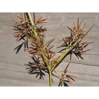 Good Cyperus Rotundus 